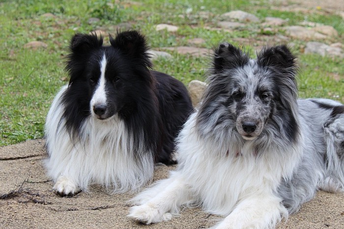 Zeus et avalon