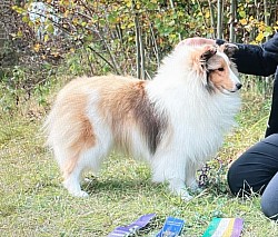 Couleur: sable merle