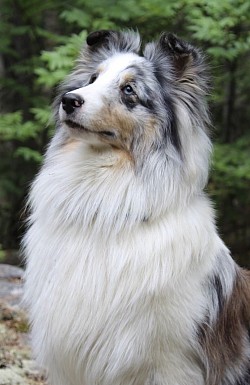 Couleur: bleu merle